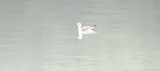 Mouette mélanocéphale  - Ingrid Bistan