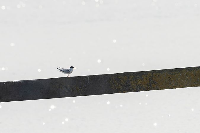 Sterne naine  - Christoph Winter