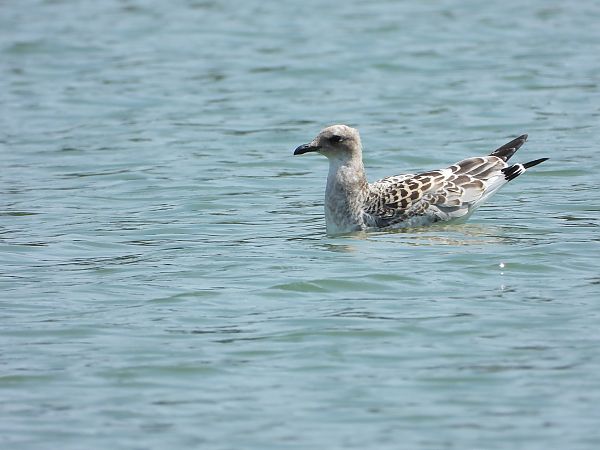 Mouette mélanocéphale  - Bruno Pichler