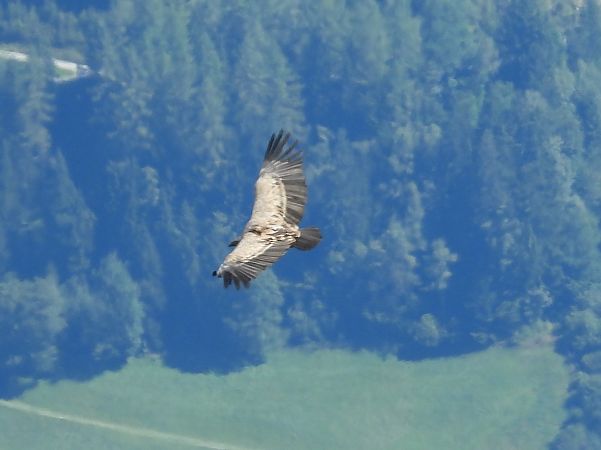 Vautour fauve  - Laurenz Krisch