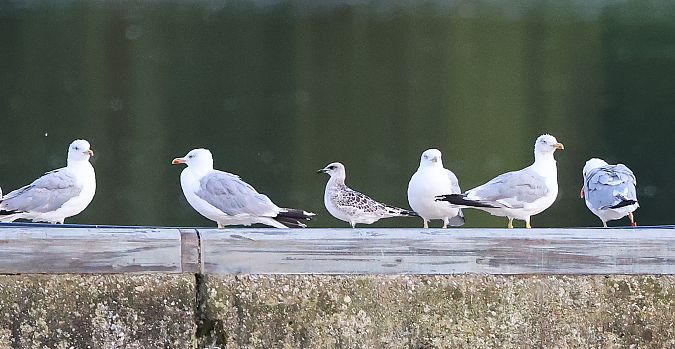 Mouette mélanocéphale  - Jiri Vratny