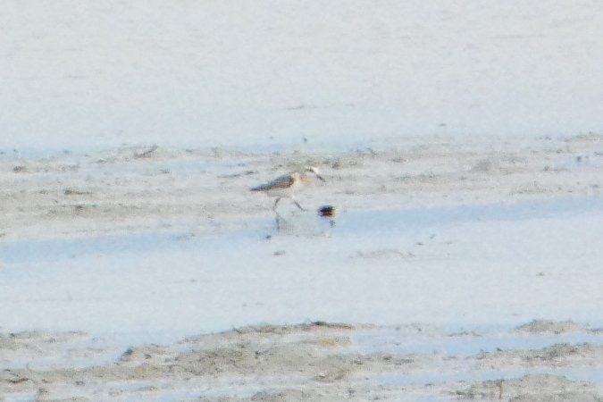 Bécasseau sanderling 