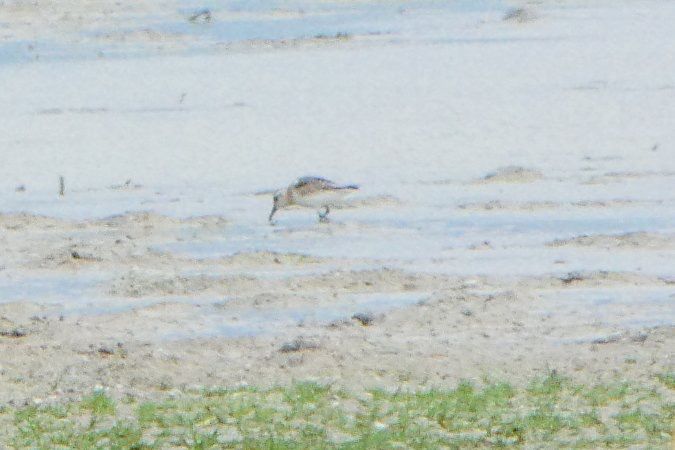 Bécasseau sanderling 