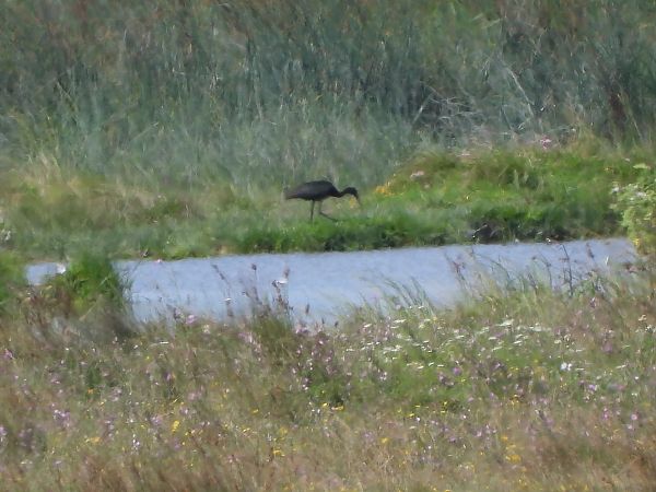 Ibis falcinelle 