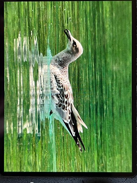 Mouette mélanocéphale  - Simon Brockmeyer