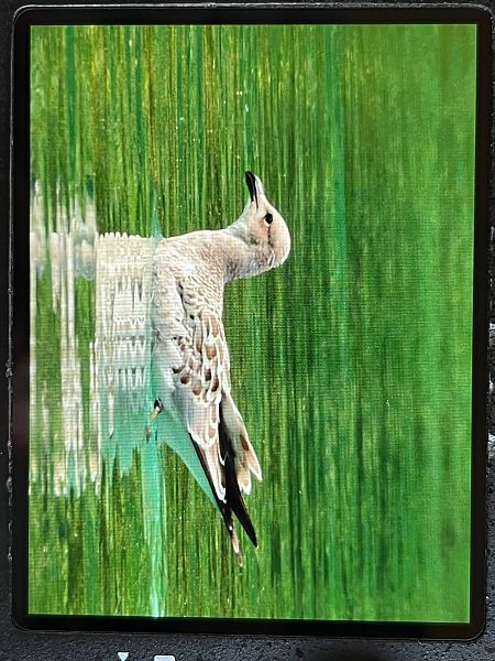 Mouette mélanocéphale  - Simon Brockmeyer