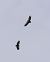 Vautour fauve  - Gerhard Rieder