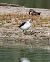 Black-winged Stilt - Rieder Gerhard