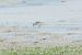 Bécasseau sanderling 