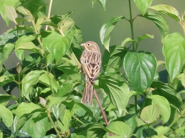 Ortolan Bunting  - Lydia Brühwasser