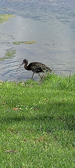 Ibis falcinelle  - Christoph Kaltenbrunner