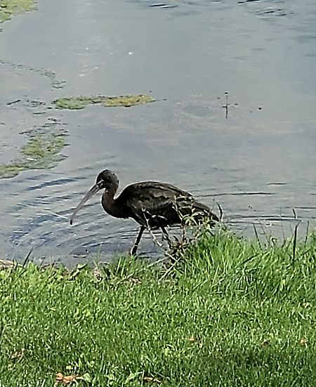 Ibis falcinelle  - Christoph Kaltenbrunner