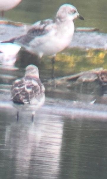 Mouette mélanocéphale  - Thomas & Christa Pumberger