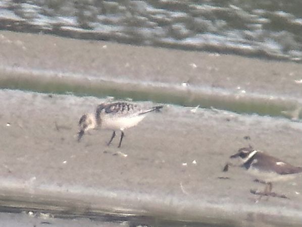 Bécasseau sanderling  - Thomas & Christa Pumberger