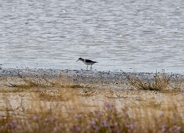 Bécasseau sanderling  - Günter Weber