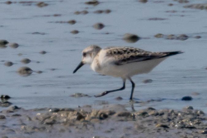 Sanderling  - Johann Prost