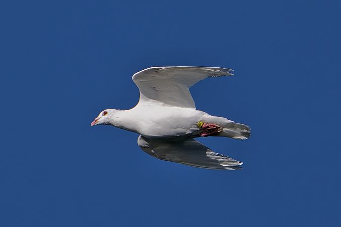 Oiseau indéterminé  - Wolfgang Frey