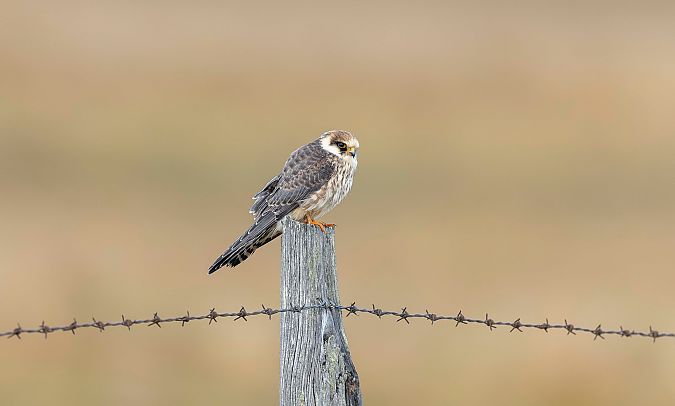 Rotfußfalke  - Gebhard Brenner
