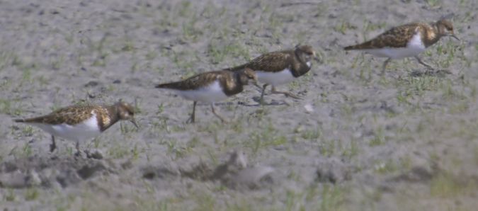 Ruddy Turnstone  - Jürgen Prohaska-Hotze