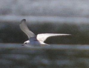 Guifette leucoptère  - Christoph Dangl