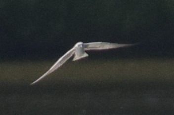 Guifette leucoptère  - Christoph Dangl