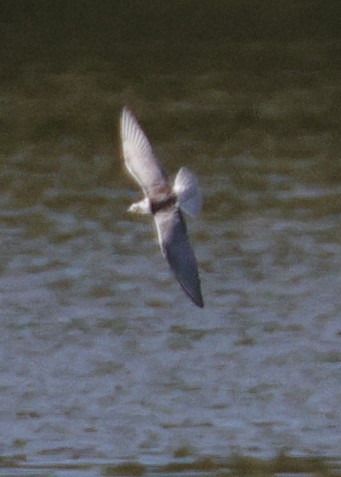 Guifette leucoptère  - Christoph Dangl