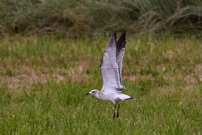 Mouette mélanocéphale  - Roland Rauter