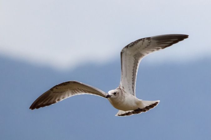 Mouette mélanocéphale  - Roland Rauter