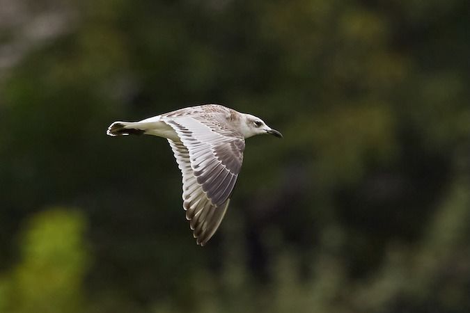 Mouette mélanocéphale  - Roland Rauter