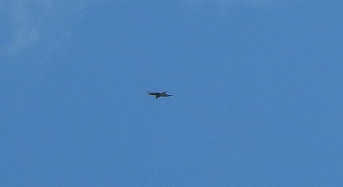 unbestimmter Vogel  - Florian Mayr