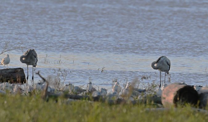 Flamant rose  - Karl Heinz Krainer