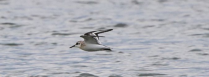 Bécasseau sanderling  - Jiri Vratny