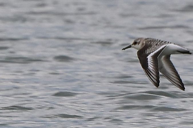 Bécasseau sanderling  - Jiri Vratny