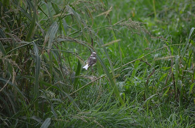 Oiseau indéterminé  - Eva Kheim