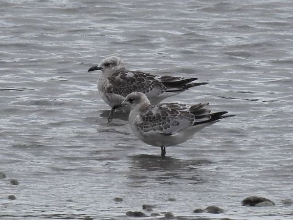 Mouette mélanocéphale  - Jörg Schmitz