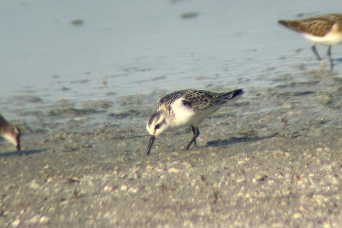 Bécasseau sanderling 