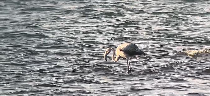 Flamant rose  - Louis & Roland Kernen
