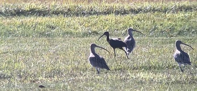 Ibis falcinelle  - Louis & Roland Kernen