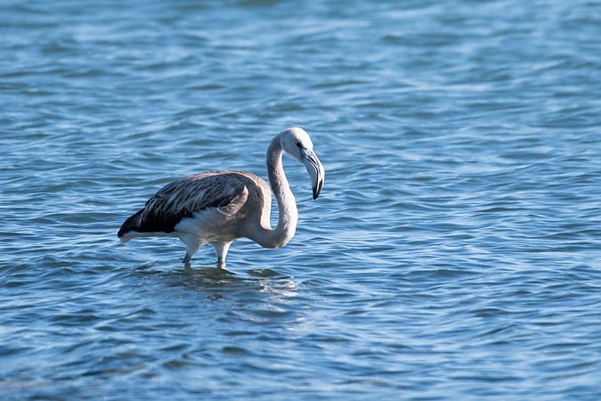 Flamant rose  - Fabio Fercher