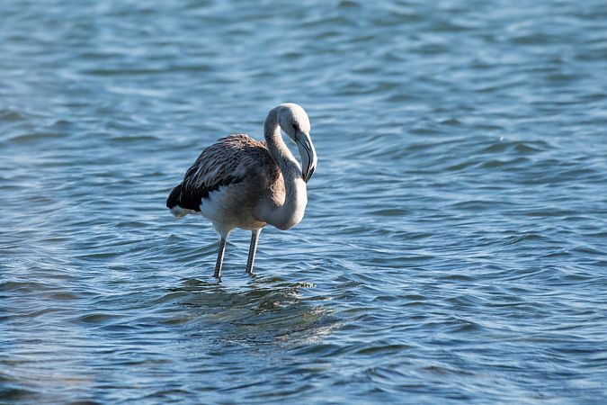 Flamant rose  - Fabio Fercher