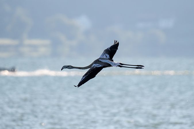 Flamant rose  - Fabio Fercher