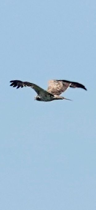 Schlangenadler  - Christine Ludwig