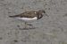Ruddy Turnstone  - Jürgen Prohaska-Hotze