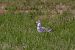Mouette mélanocéphale  - Roland Rauter