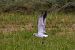 Mouette mélanocéphale  - Roland Rauter