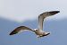 Mouette mélanocéphale  - Roland Rauter