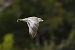 Mouette mélanocéphale  - Roland Rauter