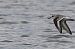 Bécasseau sanderling  - Jiri Vratny