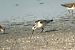 Bécasseau sanderling 