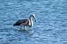 Flamant rose  - Fabio Fercher